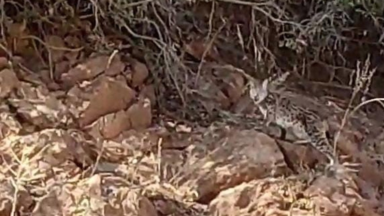 Bu fotoğraf Tunceli’de çekildi