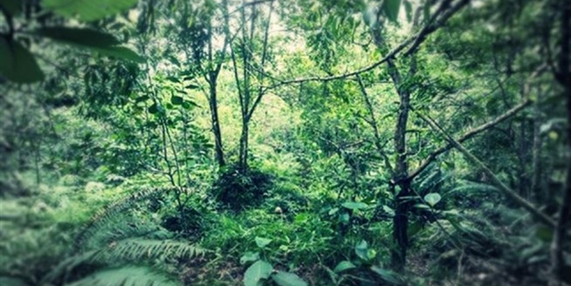 Bu fotoğrafta gizlenmiş 12 askeri bulabilir misiniz?