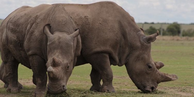 Bu gergedanlardan sadece 3 tane kaldı!
