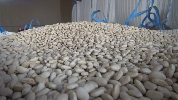 Bu gıdalar kansere karşı koruyor! Haftada 2 kez tüketin kanser riskini yüzde 35 azaltın