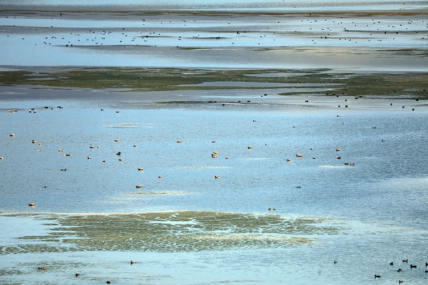 Bu göl sıcaktan kavrulan kuşların sığınağı