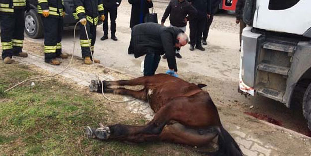 Bu görüntü Edirne'den! Yaralı at, acı çekmemesi için uyutuldu