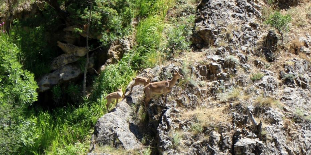 Bu görüntü Munzur Dağlarında çekildi