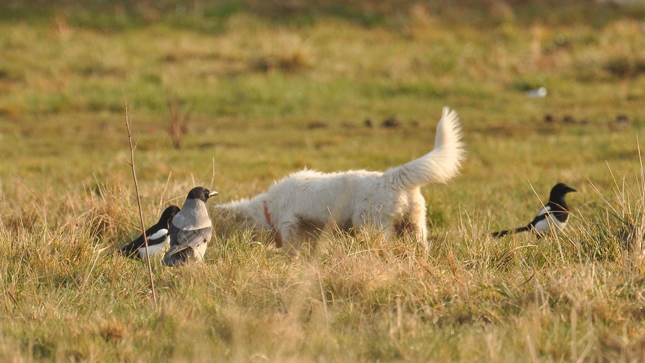 Bu görüntü viral oldu! Van kedisi sandılar, gerçek bambaşka çıktı