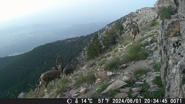 Bu görüntüler belgeselleri aratmıyor