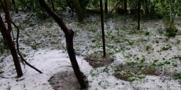 Bu görüntüler bugün çekildi! Ceviz büyüklüğünde...