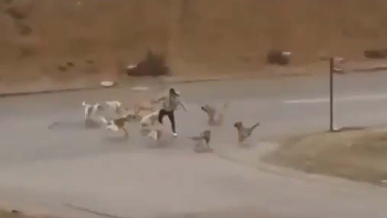 Bu görüntüler ne zaman son bulacak! 9 köpek araya aldığı vatandaşı dakikalarca ısırdı