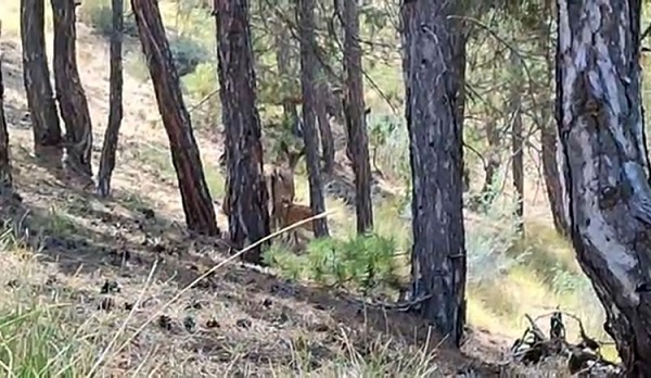 Bu görüntüler Salda Gölü çevresinde kaydedildi