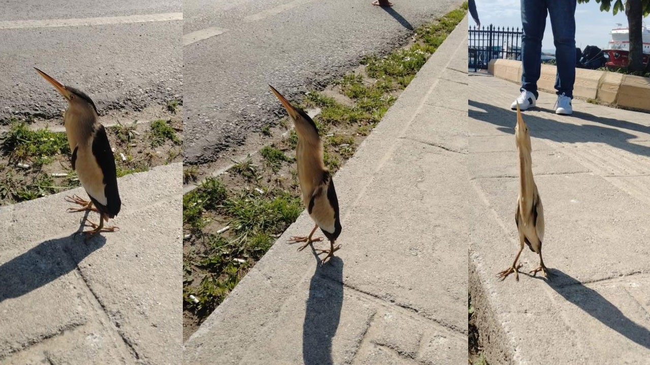Bu görüntüler Sinop'ta çekildi