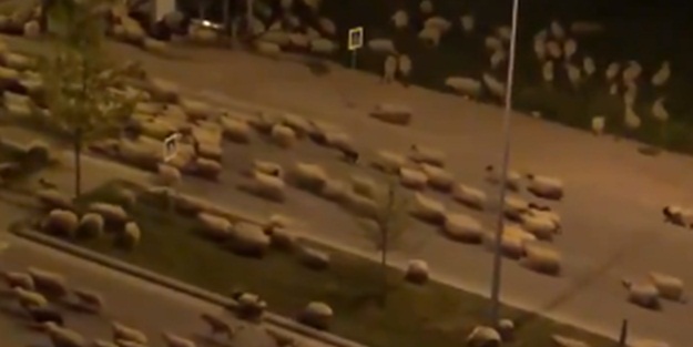 Bu görüntüler sokağa çıkma kısıtlaması uygulanan Samsun'da çekildi