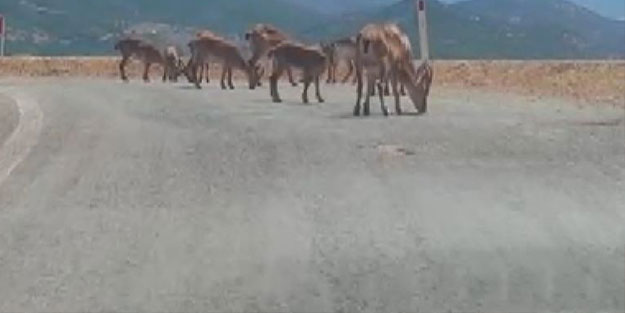 Bu görüntüler Tunceli’de çekildi! Yetkililerden önemli uyarı