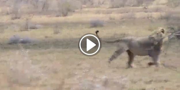 Bu görüntüleri belgesellerde bile izlemediniz!