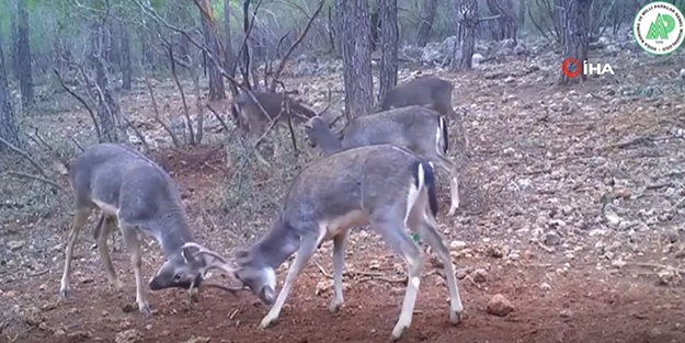 Bu görüntüleri ilk kez izleyeceksiniz! İşte kavga eden alageyikler