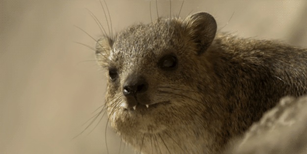 Bu görüntüleri izlemeye doyamayacaksınız