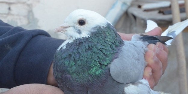 Bu güvercin otomobil değerinde