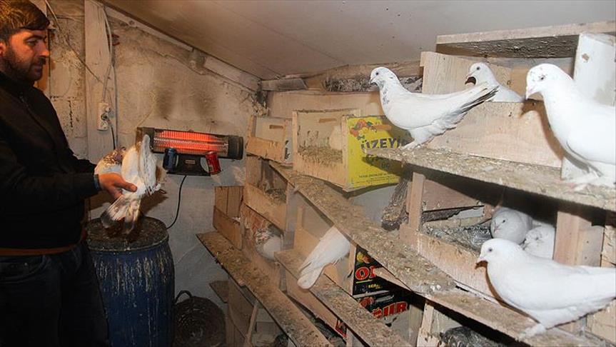 Bu güvercinler otomobil fiyatına satılıyor