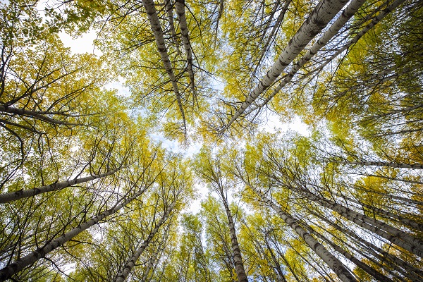 Bu güzellik dünyanın öbür ucunda değil!