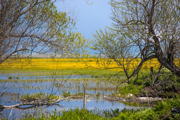 Bu güzellik herkesi hayran bırakıyor