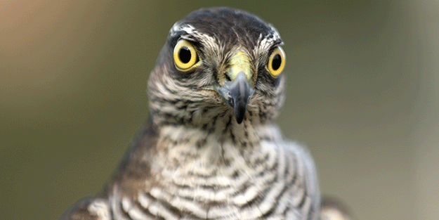 Bu güzellik yarışmasına ilgi yoğun!