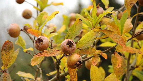 Bu haberi okuduktan sonra hemen muşmula yemek isteyeceksiniz