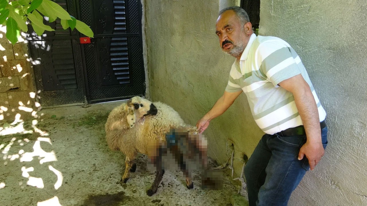 Bu haberi sözde hayvanseverlerin gözüne sokun!