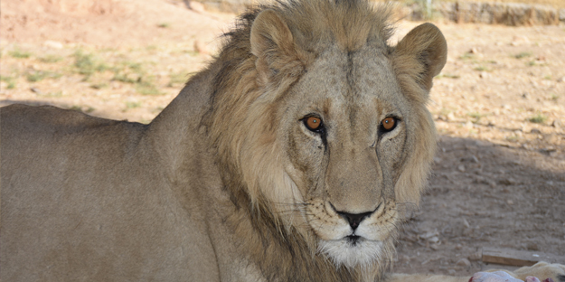 Bu haberimiz aslan sevenlere gelsin! 500 dönümlük alan tahsisi...