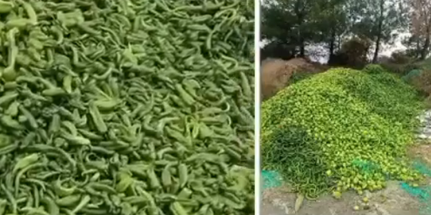 Bu haftanın dökülen sebzesi biber oldu! Fiyatları pahalı görünce şaşırmayın