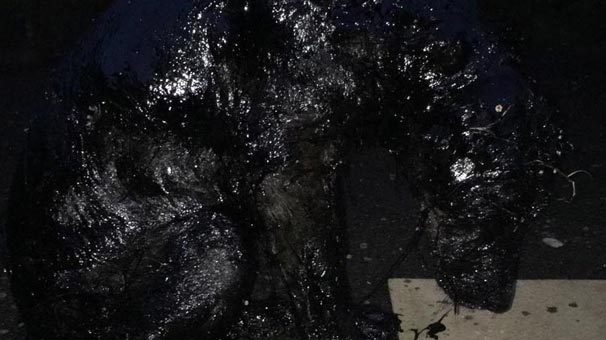 Bu halde buldular! Batman'da inanılmaz olay