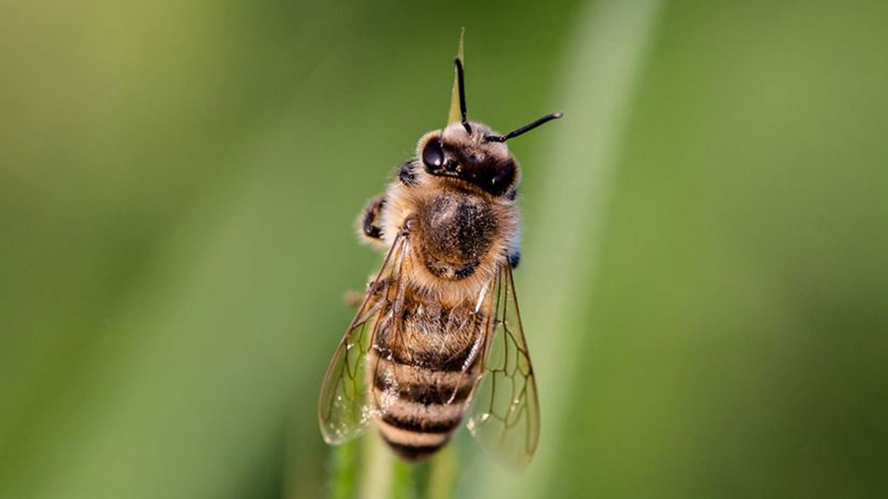Bu halde bulundu! Arı sokması yaşlı adamın sonu oldu