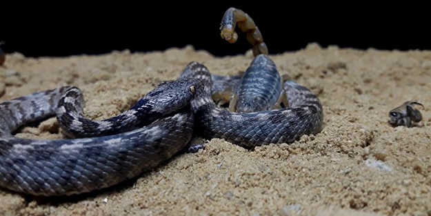 Bu hatayı yapanın işi biter! Bir damla zehri bile öldürmeye yetiyor