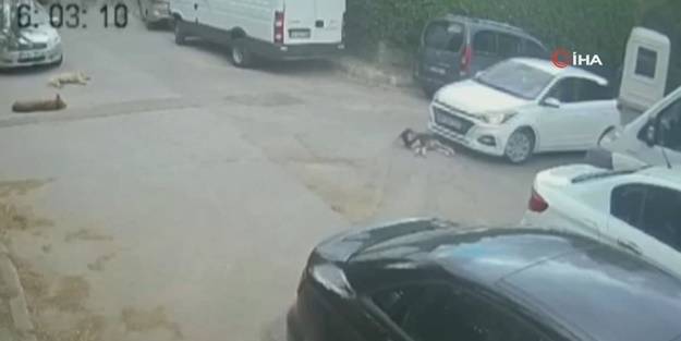 Bu hayvan evladına diyecek laf bulamadık! Yorum sizin