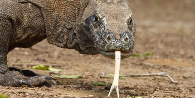 Bu hayvandan kurtuluş yok!