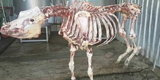 Bu hayvanı bir kasap bu hale getirdi!