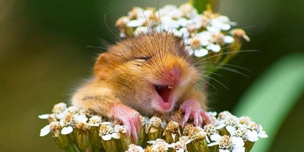 Bu hayvanlar gülümsüyor - FOTO