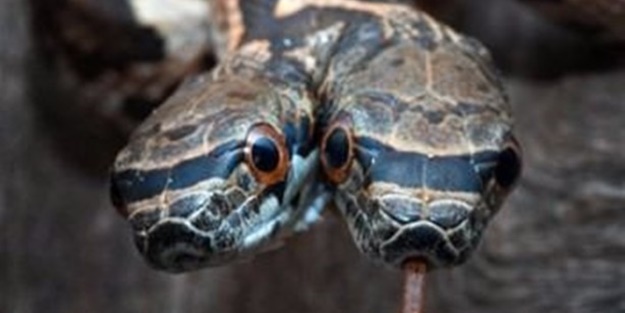 Bu hayvanların çok ilginç bir özelliği var!