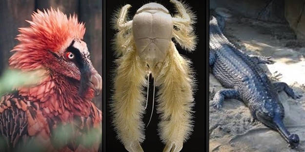 Bu hayvanların varlığından haberiniz bile yok!