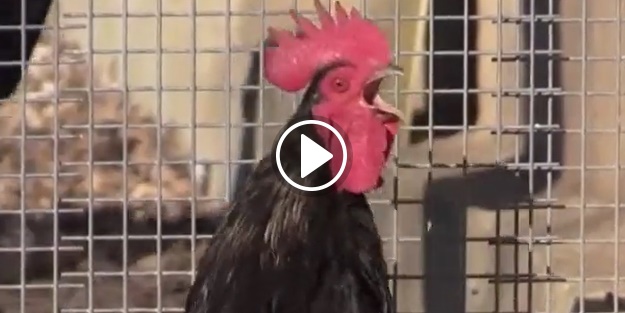 Bu horoz adeta kahkaha atıyor!