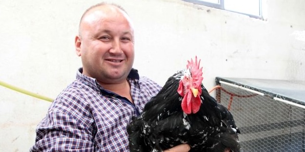 Bu horoz diğerlerinden oldukça farklı!