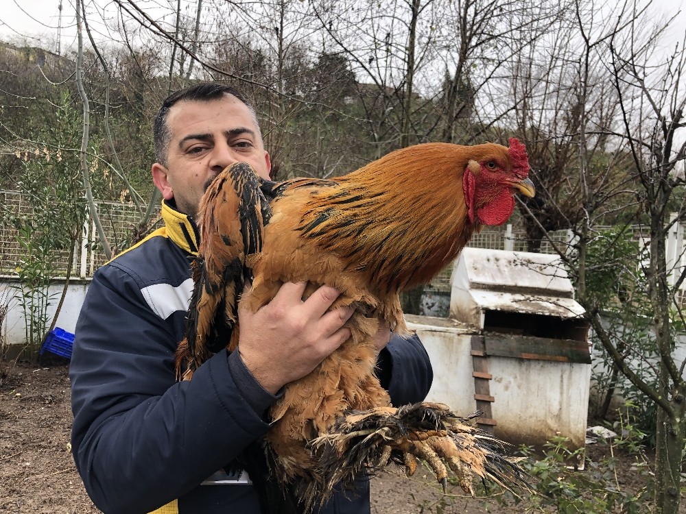 Bu horoz tam 6,5 kilo 