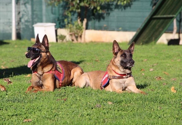 Bu ikili suçluların kabusu oldu