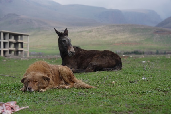 Bu ikilinin dostluğu yürekleri ısıttı