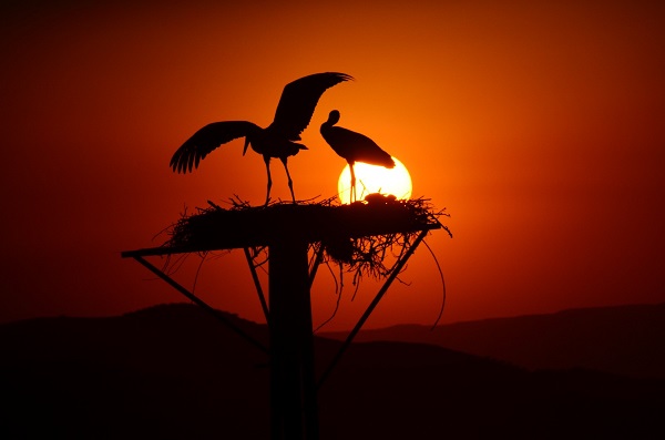 Bu ilçeyi leylekler mesken tuttu