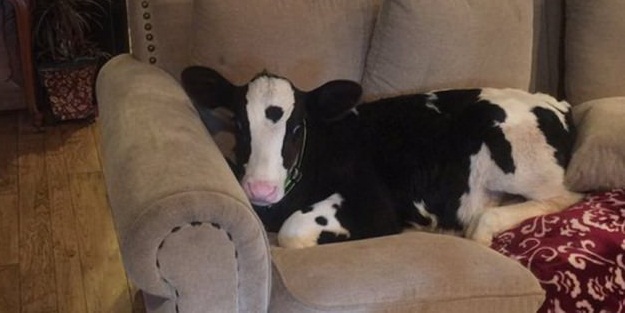 Bu inek kendini köpek zannediyor!