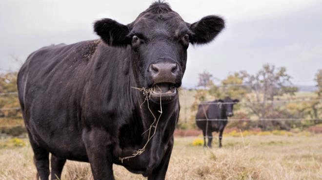 Bu inek tutuklandı! Sebebini öğrenince şok olacaksınız