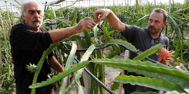 Bu işe girdi adeta para basıyor… Tanesi 15 lira talebe yetişemiyor