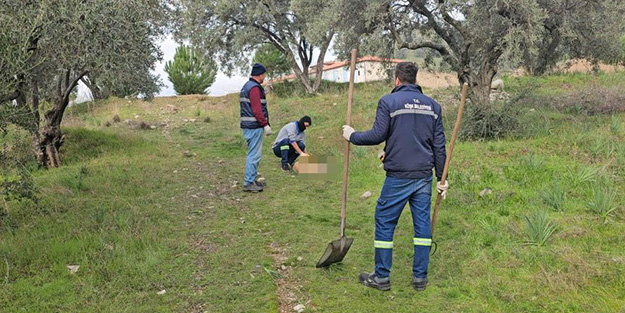 Bu işin sonu nereye gidecek? Aydın'da çok sayıda sokak köpeği telef edildi!