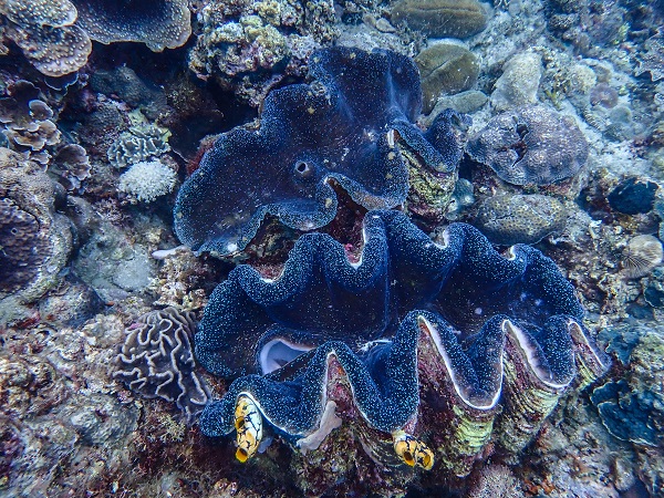 Bu istiridye 100 sene yaşıyor!