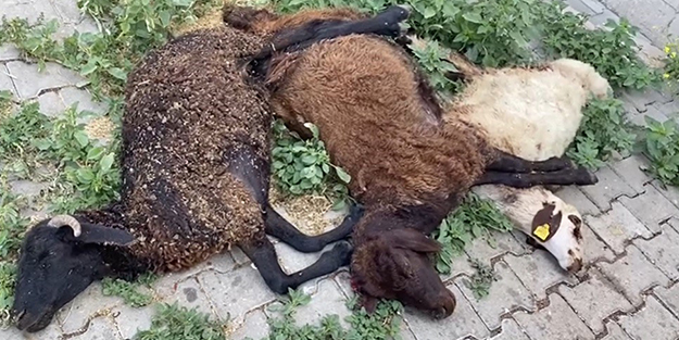 Bu kaçıncı vaka! Başıboş köpekler hayvanları parçaladı