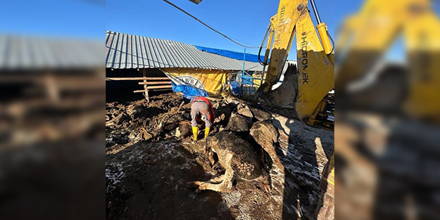 Bu kaçıncı vaka, kaç vaka daha gerekli? Ahıra giren başıboş köpekler 11 büyükbaşı telef etti!