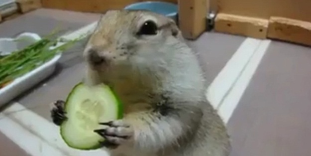 Bu kadar da iştahlı yenilmez ki